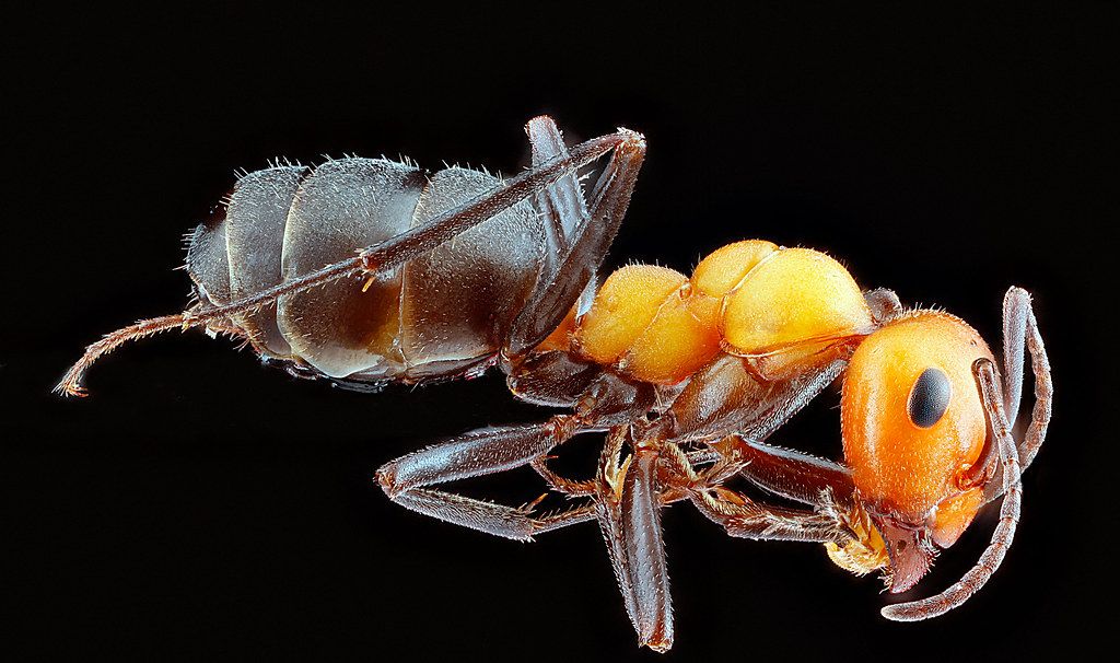 Ant Control service in Carmel, IN