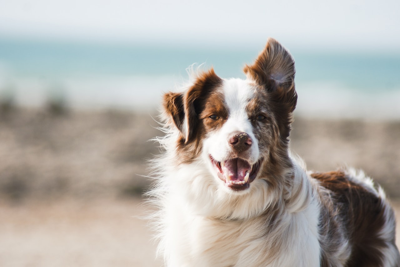 Flea & Tick Control service in Carmel, IN