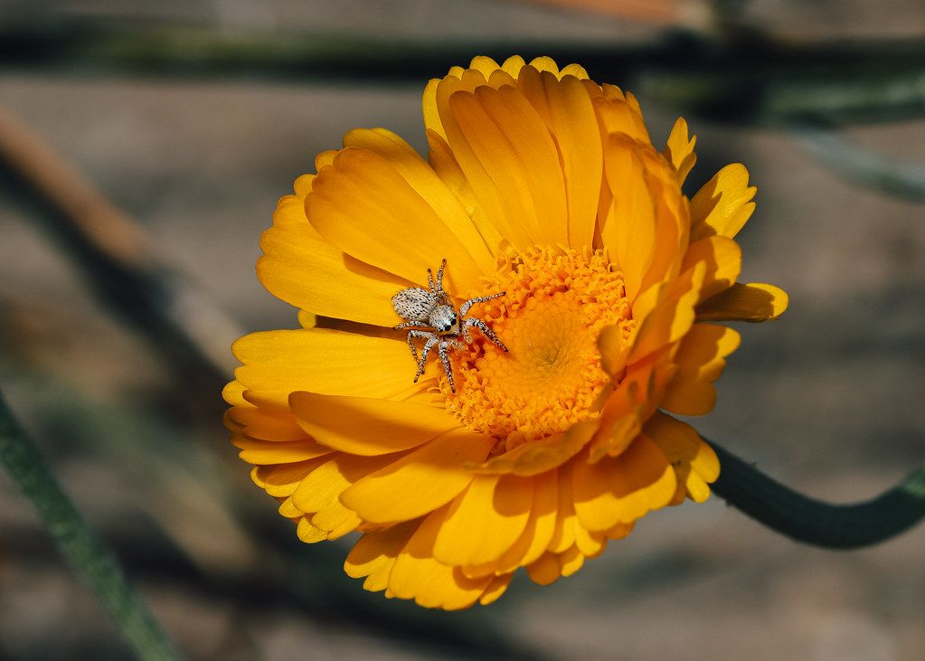 Spider Control service in Carmel, IN